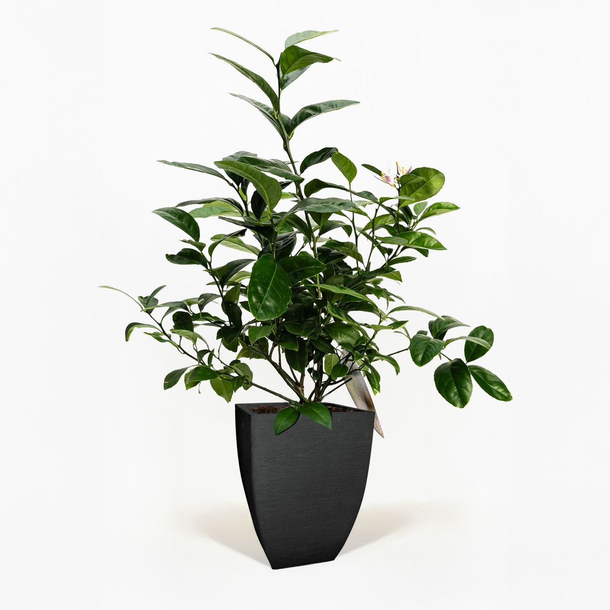 Improved Meyer Lemon Bush