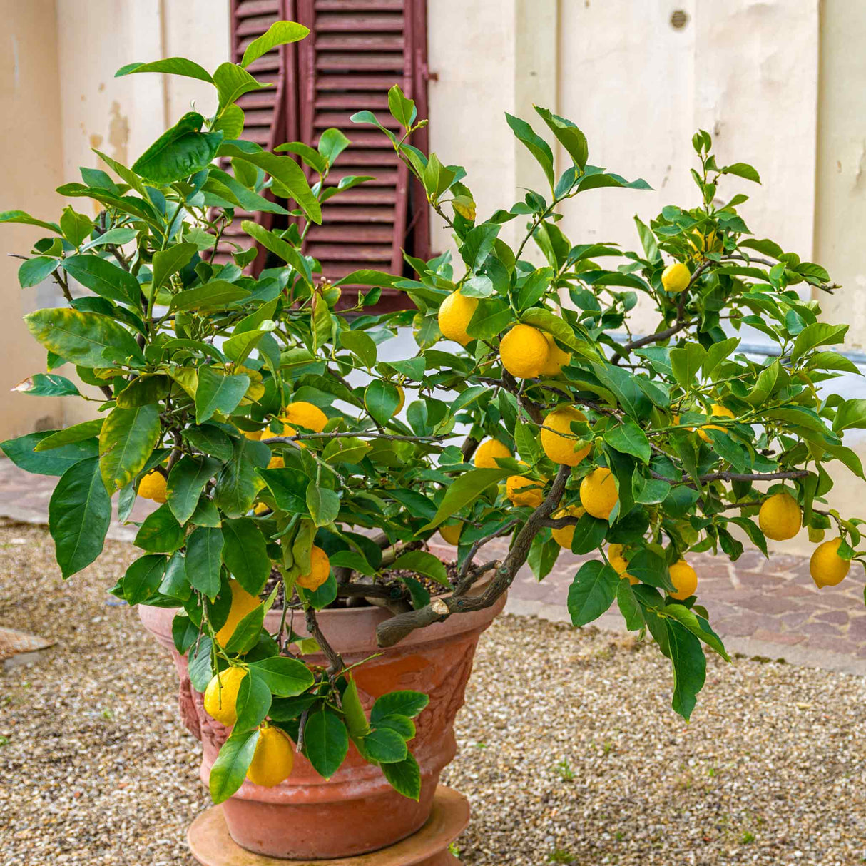 Potted Meyer lemon bush with large amounts of ripe yellow Meyer lemons