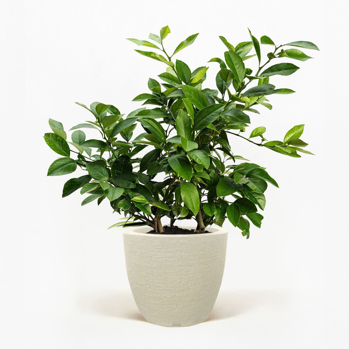 Improved Meyer Lemon Bush