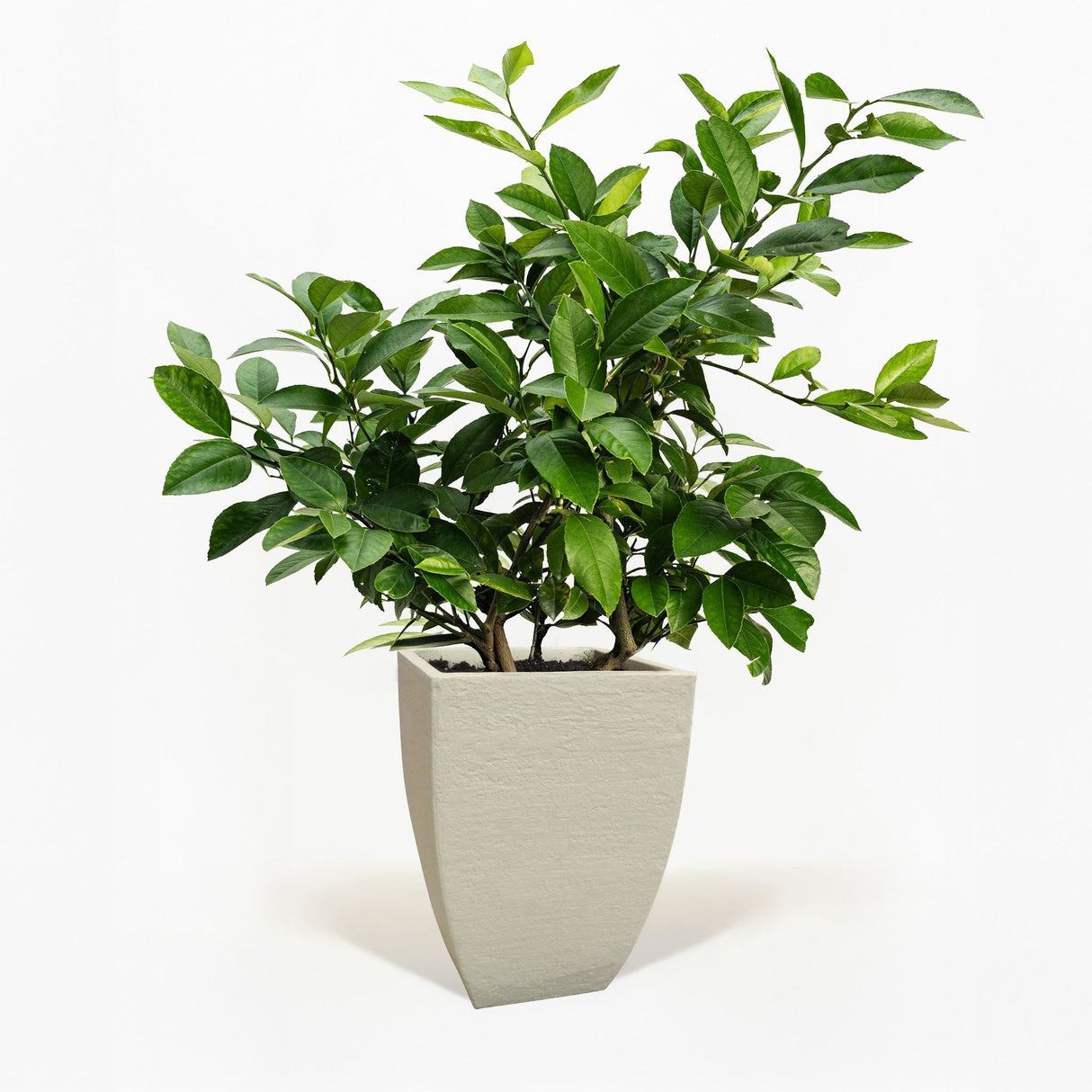 Improved Meyer Lemon Bush in Pot hide