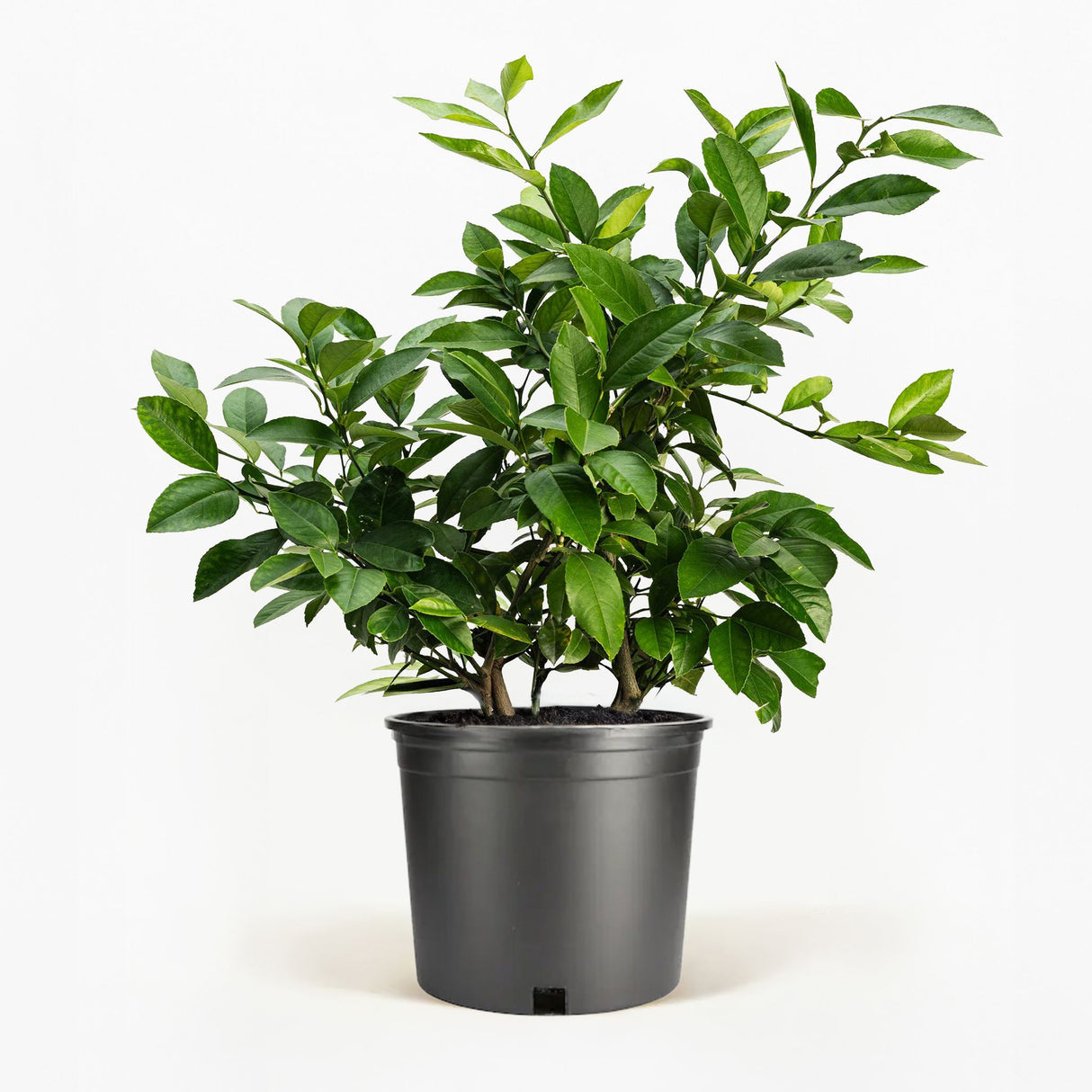 Improved Meyer Lemon Bush