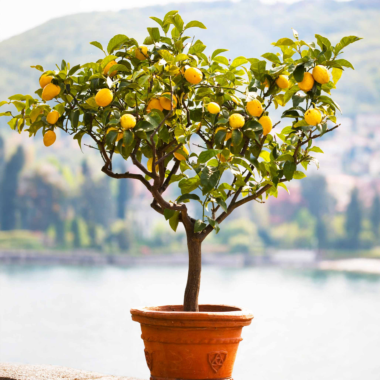 Improved Meyer Lemon Tree - NationwidePlants.com