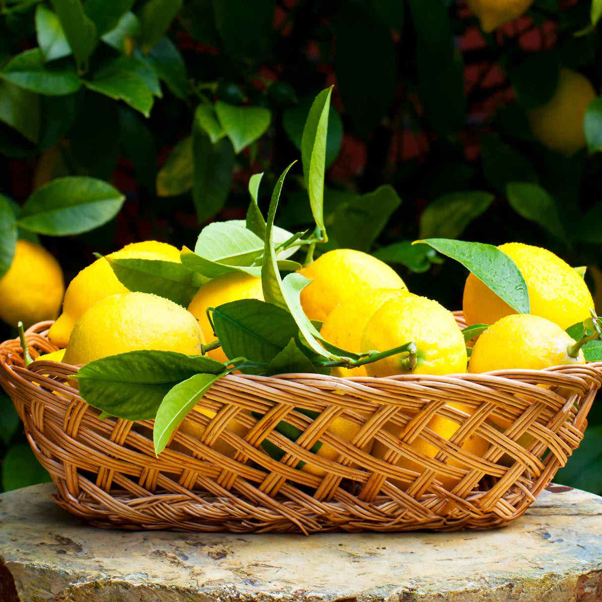 Improved Meyer Lemon Tree - NationwidePlants.com