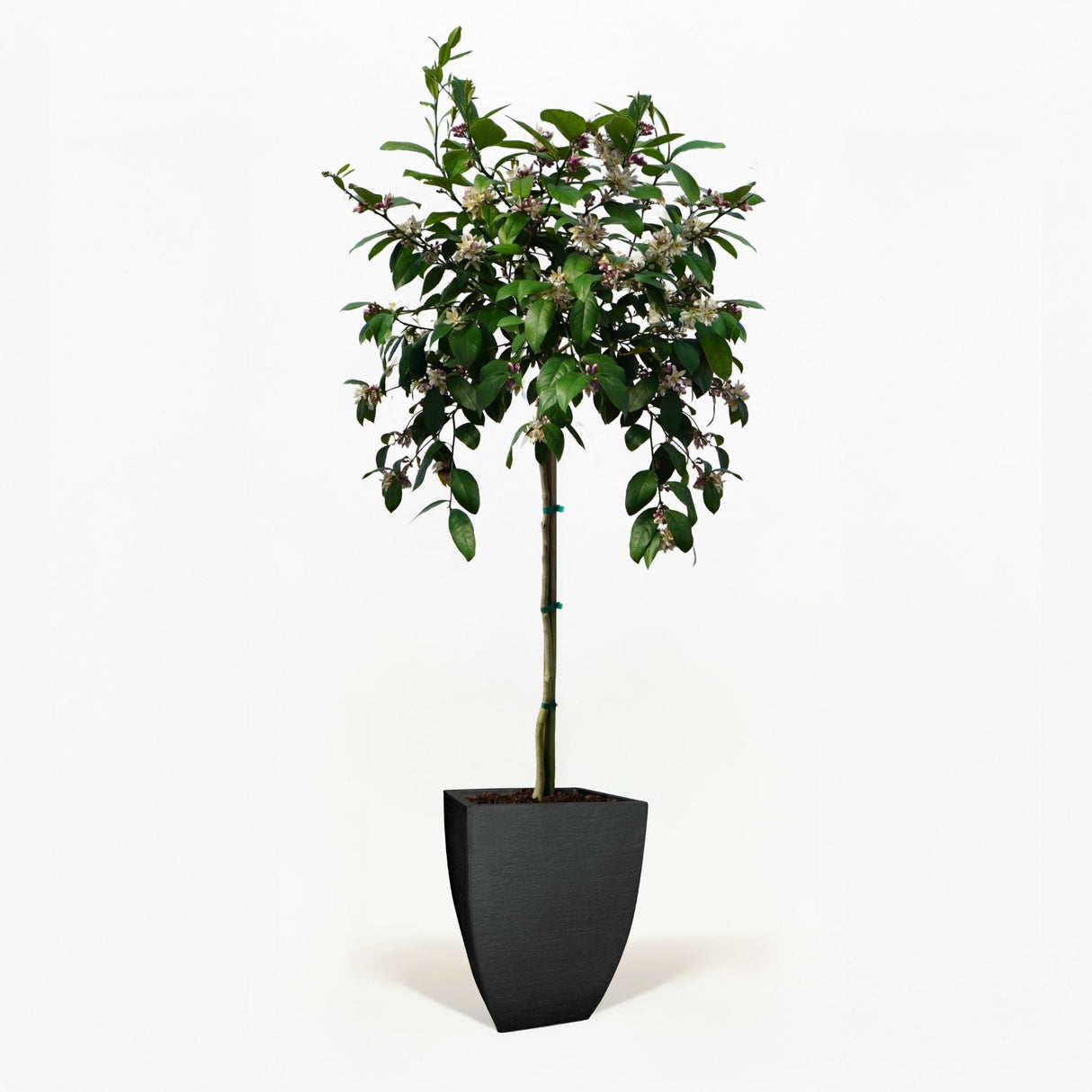 Improved Meyer Lemon Tree