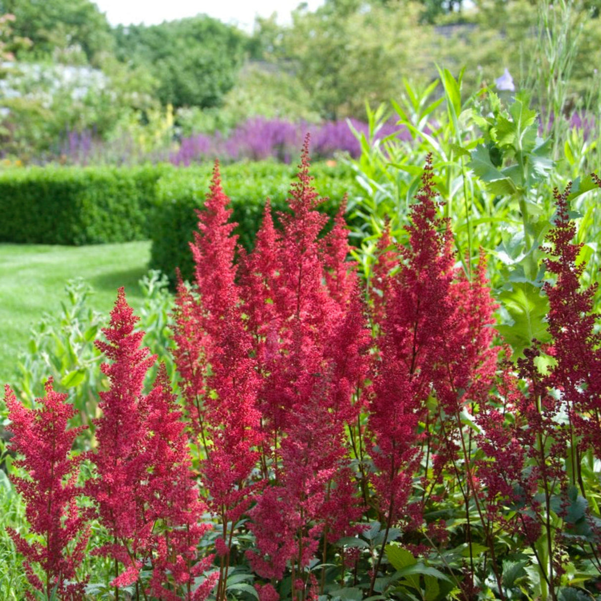 Cluster of deep pink-red chocolate cherry astilbe blooms in lush garden with green foliage and trimmed hedge