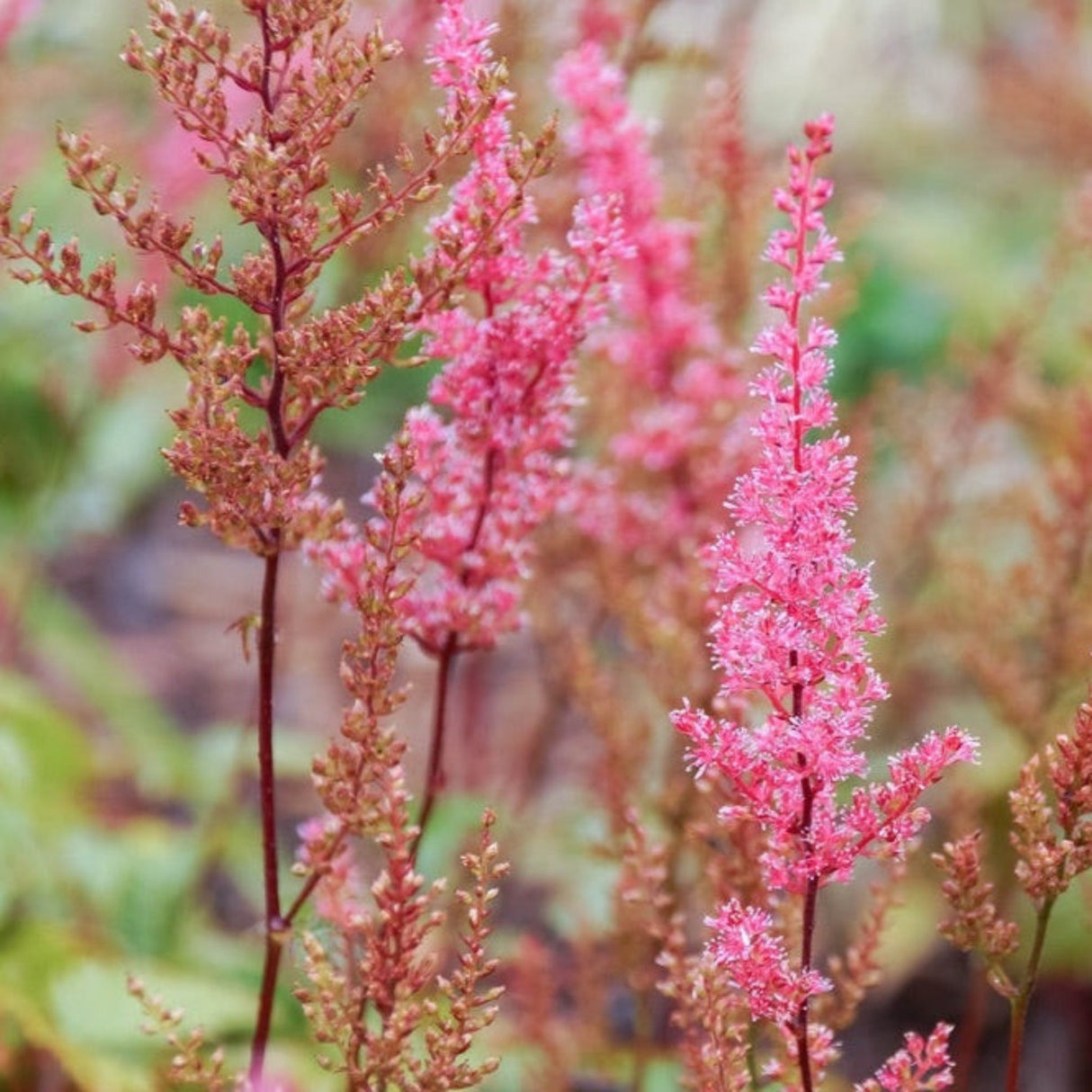 Close-up of pink-red astilbe flowers with delicate feathery plumes against blurred background"