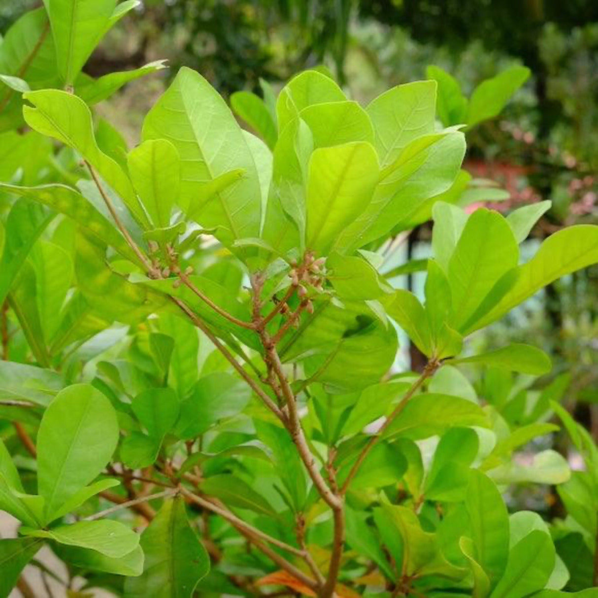 Foliage of a miracle fruit plant.