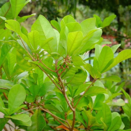 Foliage of a miracle fruit plant.