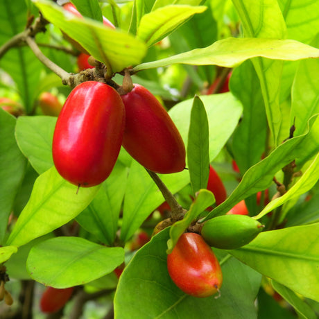 Close up of ripe miracle fruit growing on a miracle fruit bush.