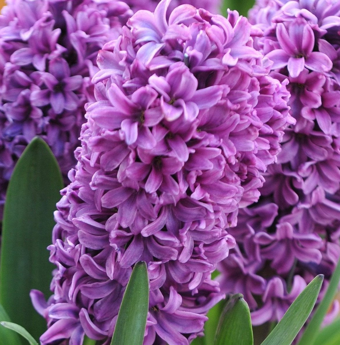 Miss Saigon Hyacinth Bulbs - NationwidePlants.com
