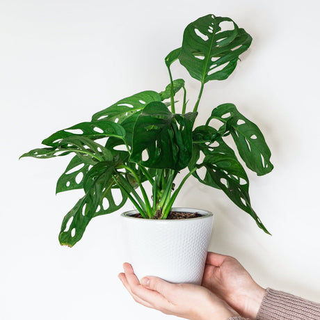 Monstera Adansonii Swiss cheese houseplant in white planter being held in a person's hands near an off white wall