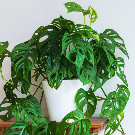 Monstera Adansonii Swiss cheese houseplant in white planter on wooden table