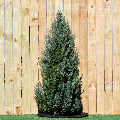Moonglow juniper tree along a wooden fence with a mulch ring below.
