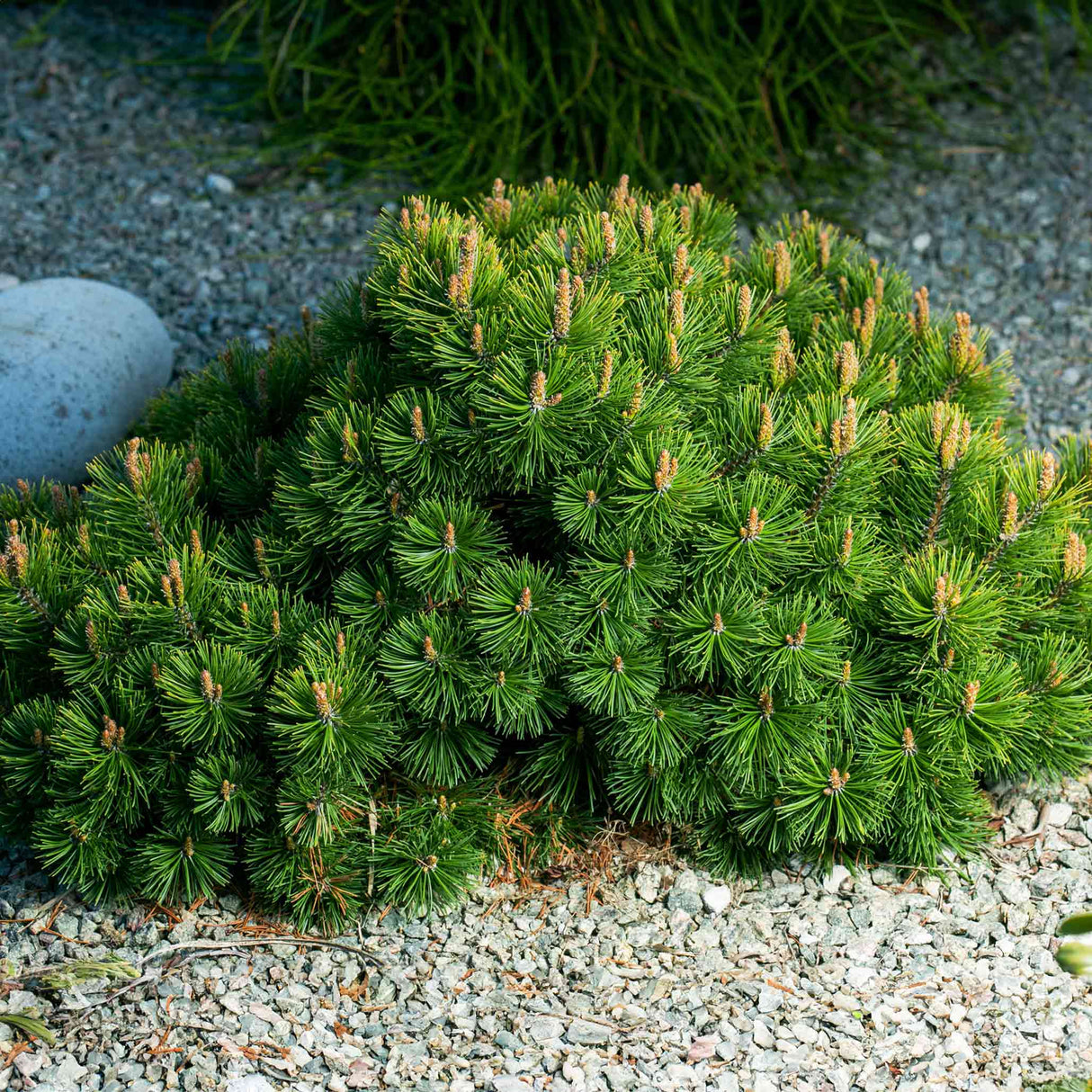 Compact Pumilio Mugo Pine with dense green needles growing over light gravel.