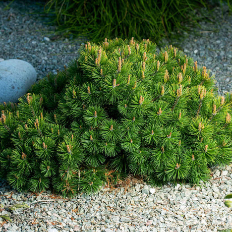 Compact Pumilio Mugo Pine with dense green needles growing over light gravel.