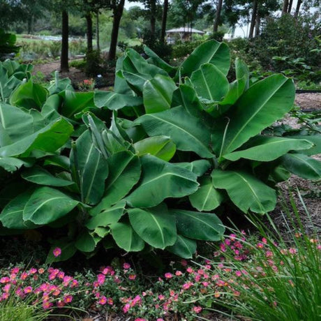 Truly Tiny Banana Tree - NationwidePlants.com