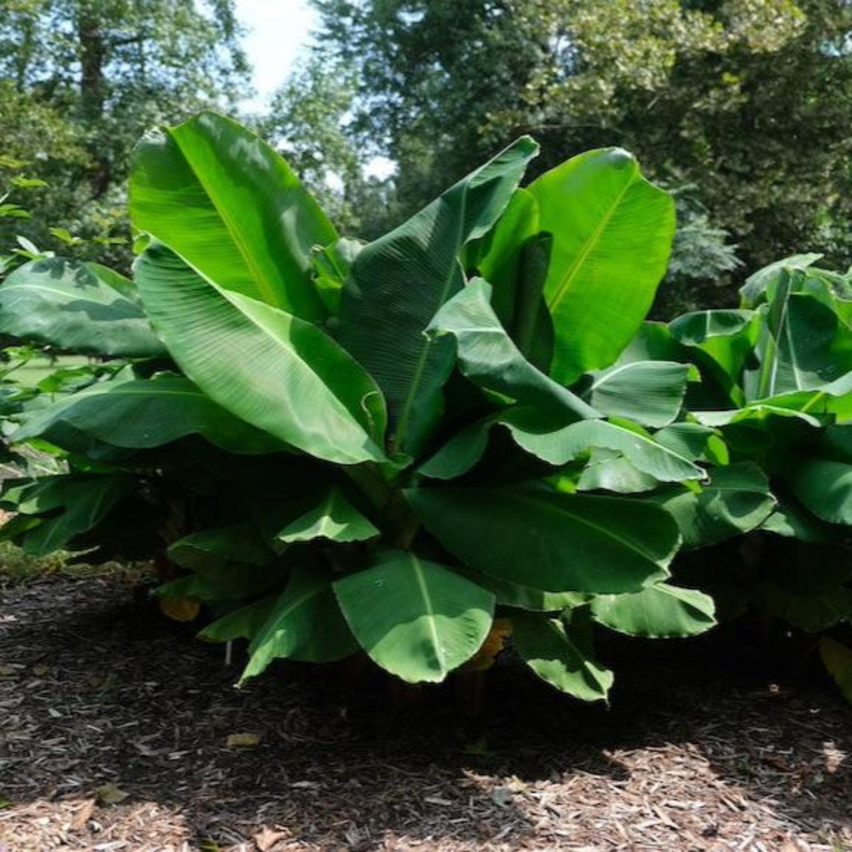 Truly Tiny Banana Tree - NationwidePlants.com