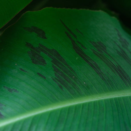 Truly Tiny Banana Tree - NationwidePlants.com