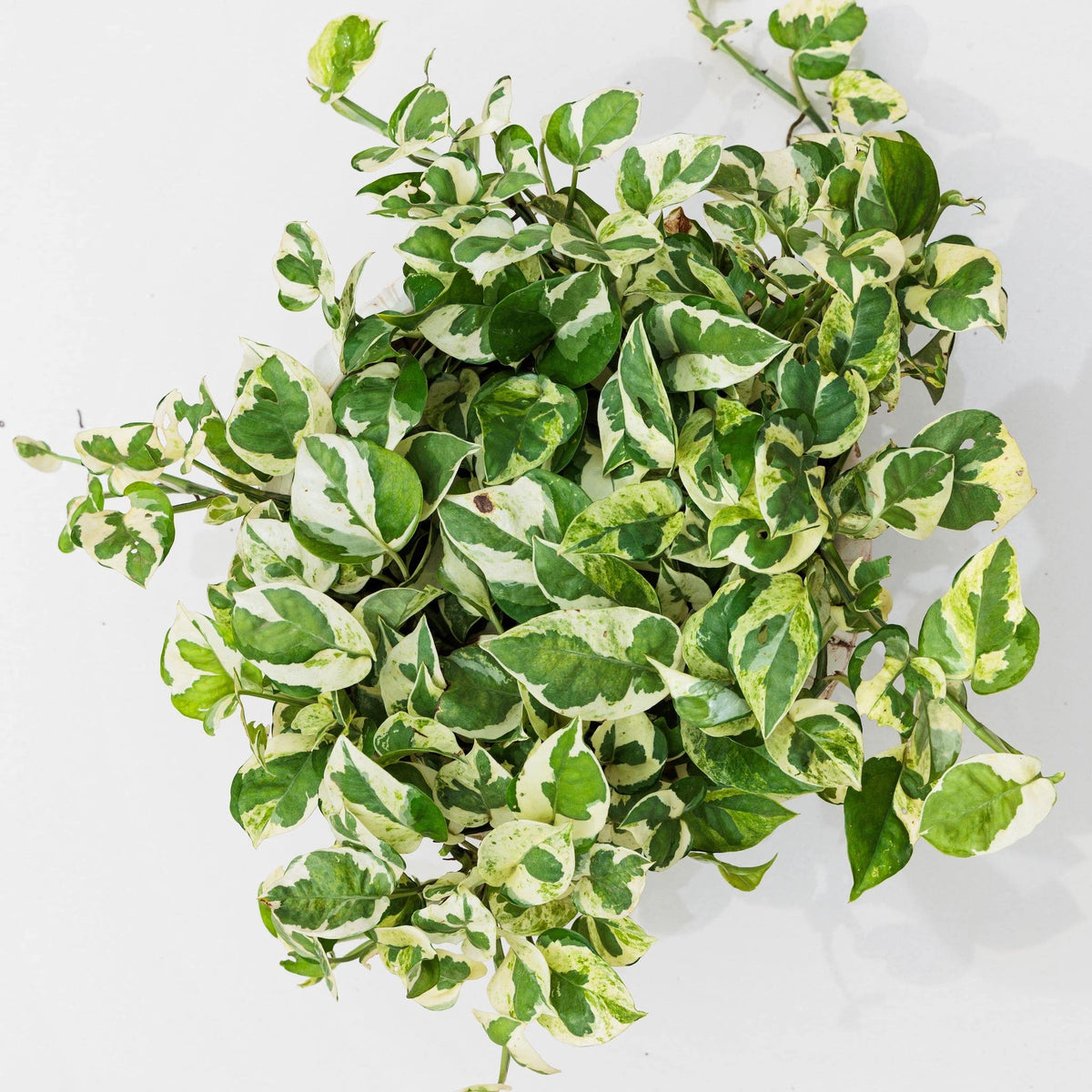 joy pothos Pothos N'Joy Houseplant – Easy Care, Stunning Variegation