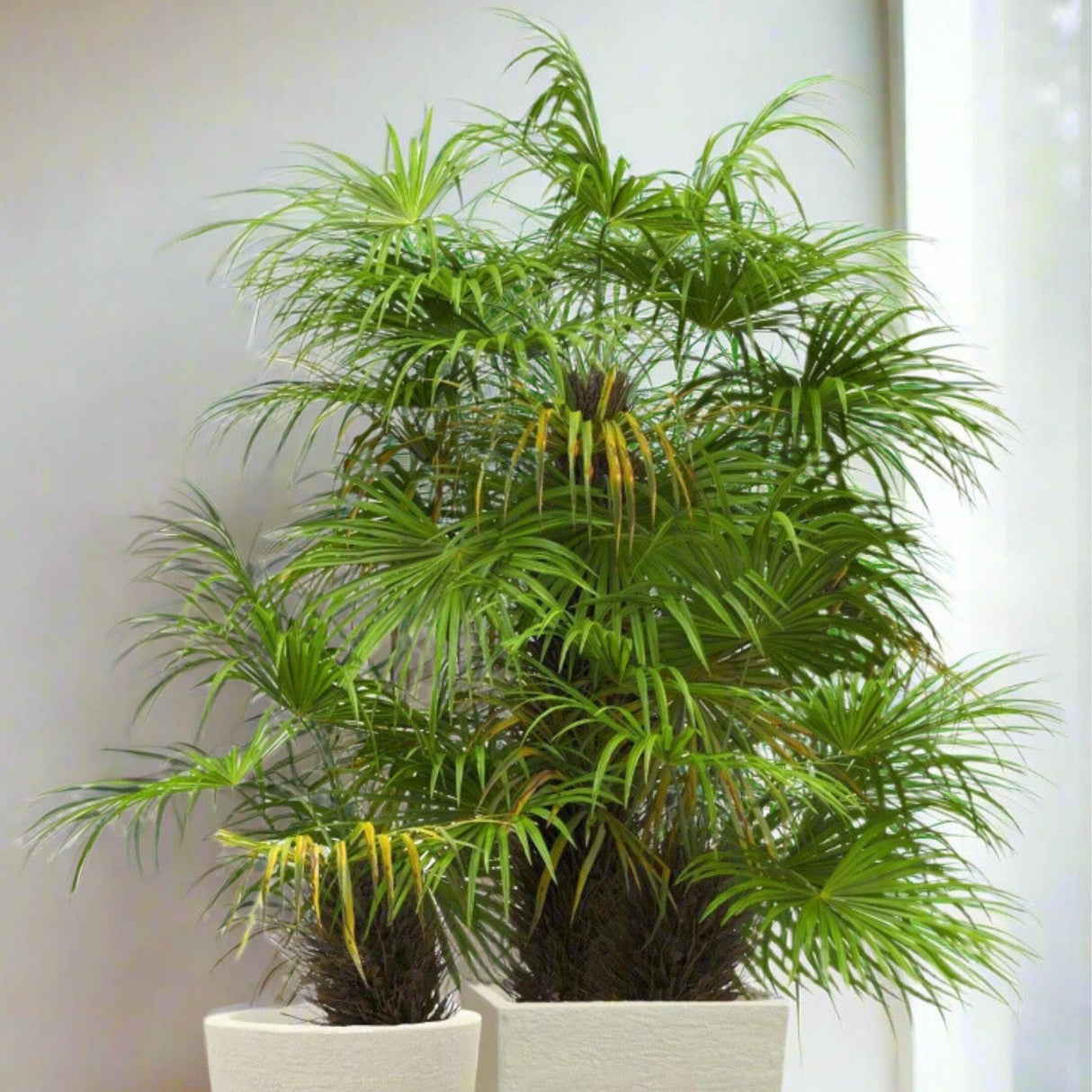 Potted needle palm trees by sunny window.
