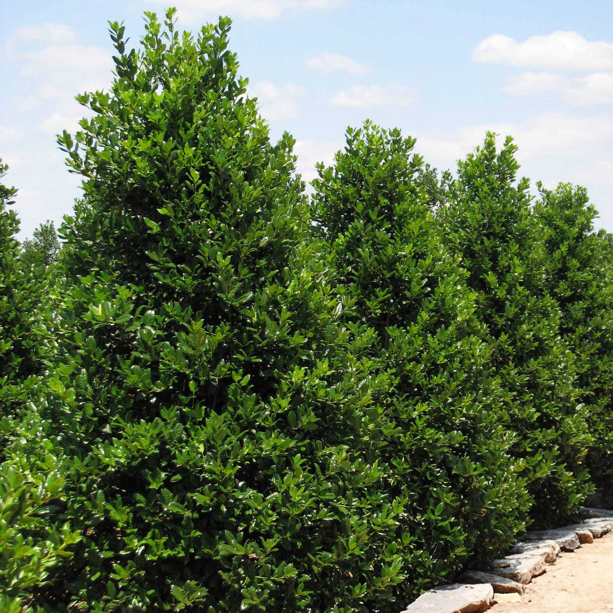 A row of Nellie Stevens Holly trees with lush green leaves, planted along a pathway with mulch at the base.