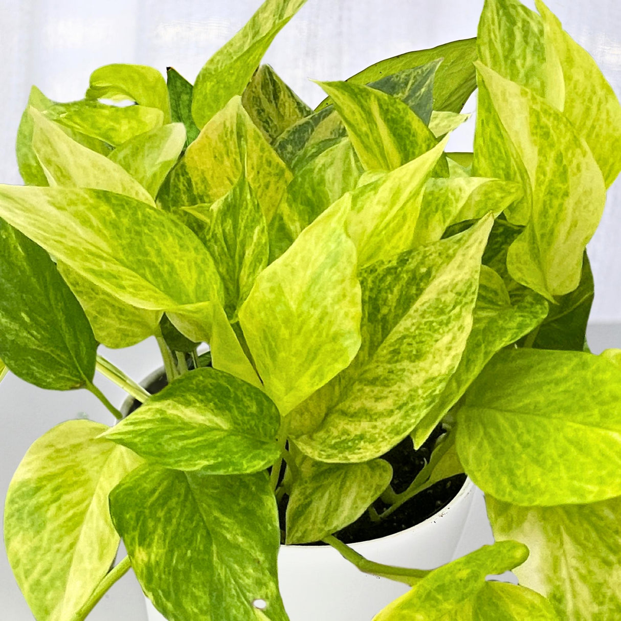 Close-up of the plant's bright green and yellow marbled foliage in a black pot.