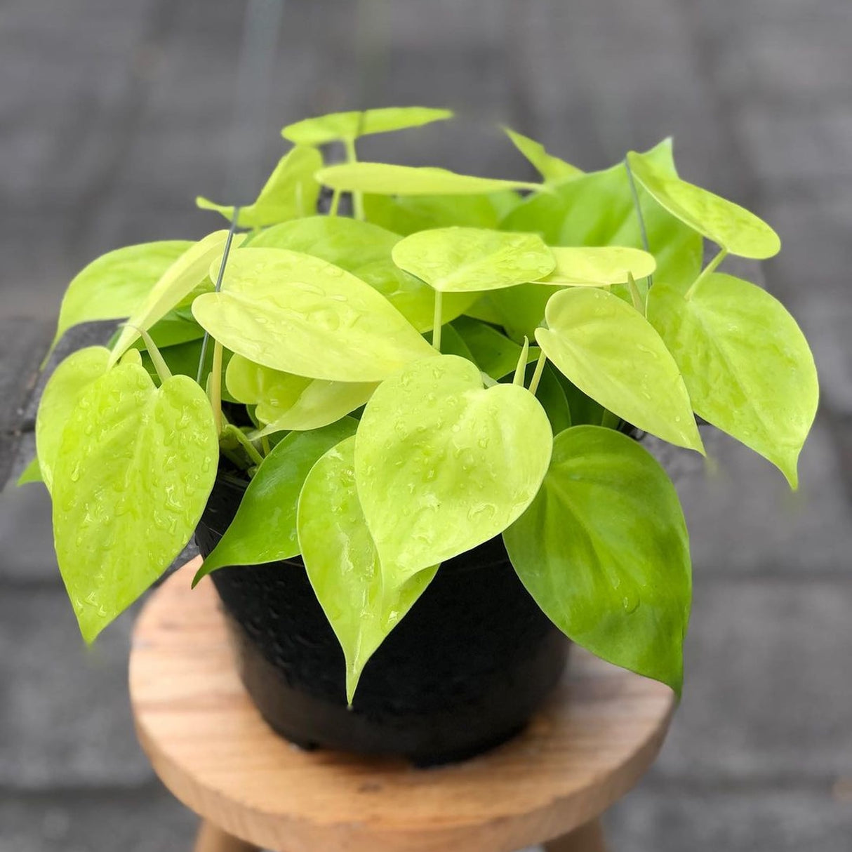 Neon Philodendron with wet foliage on a blurred background