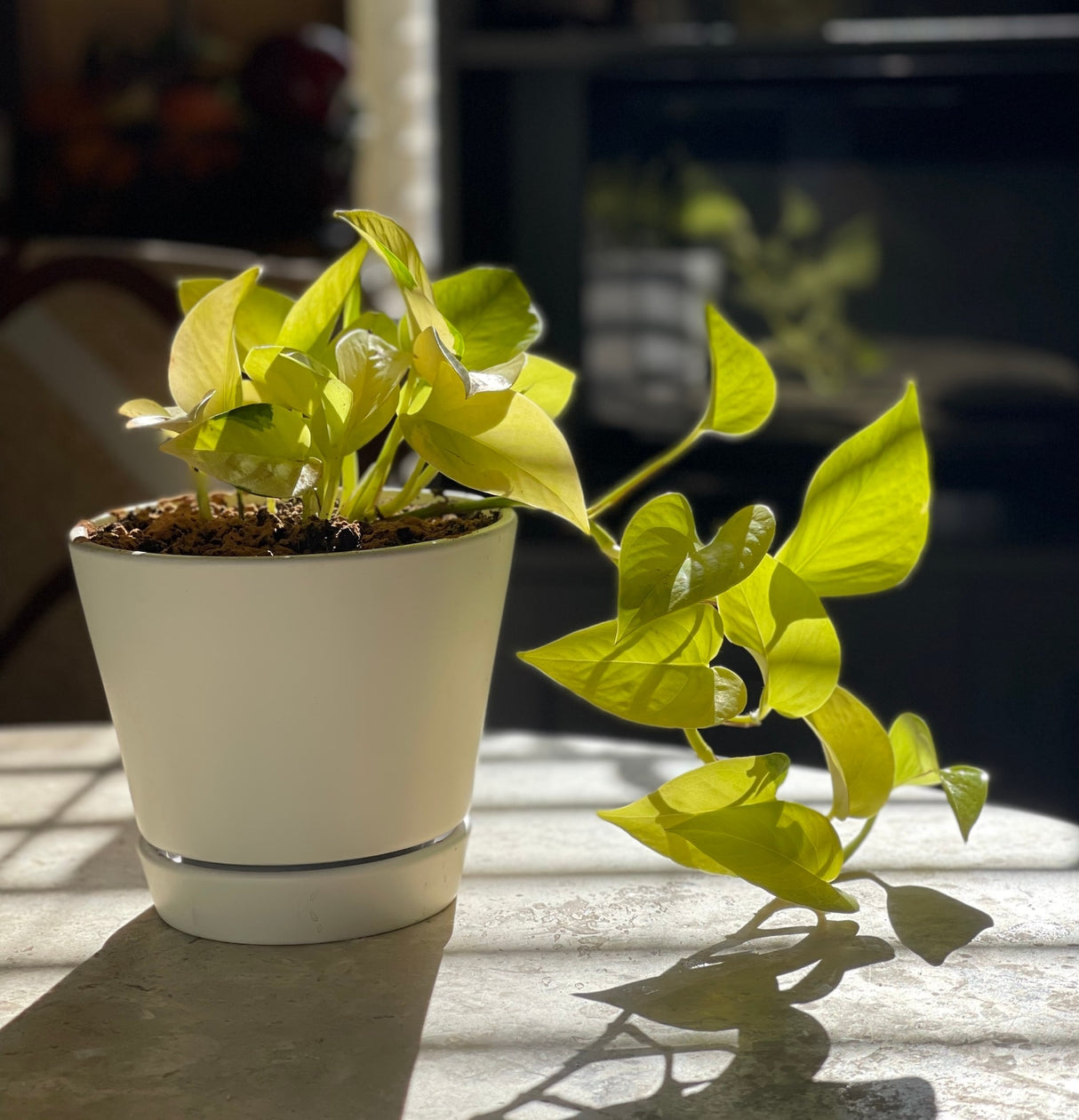 Neon Pothos houseplant in white planter on table inside home with blurred background