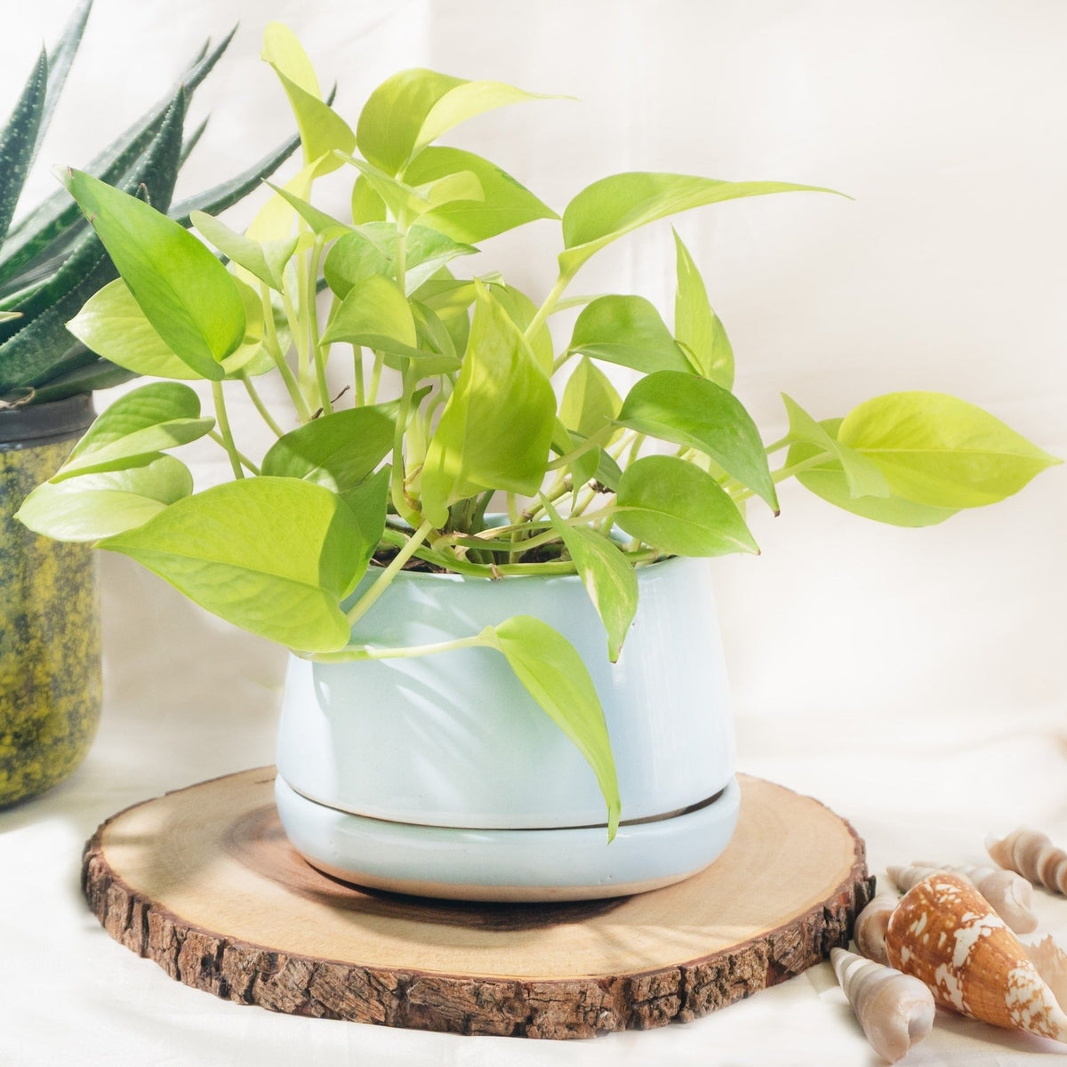 Neon Pothos – Vibrant Green Houseplant to Brighten Interior Spaces