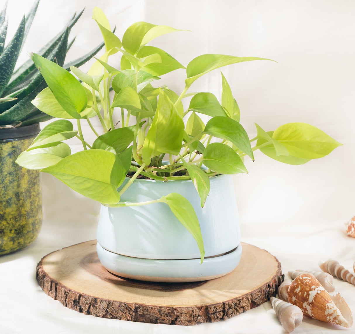 Neon Pothos plant in blue planter on a large tree slice display with a succulent in the background and seashells placed in the bottom corner.