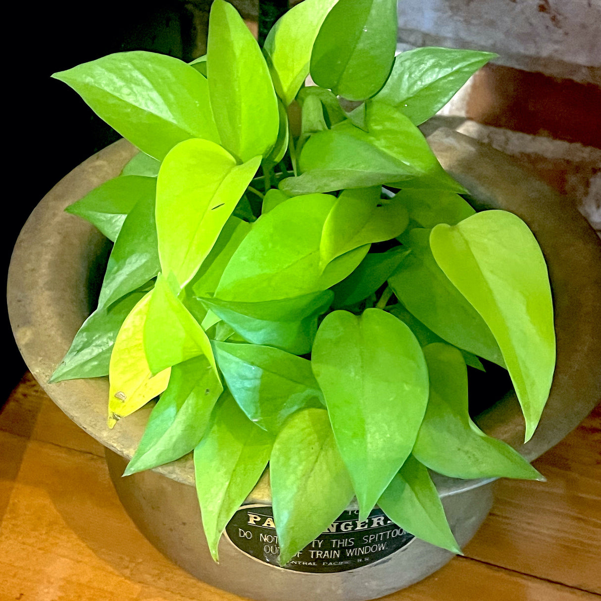 Pothos 'Neon'