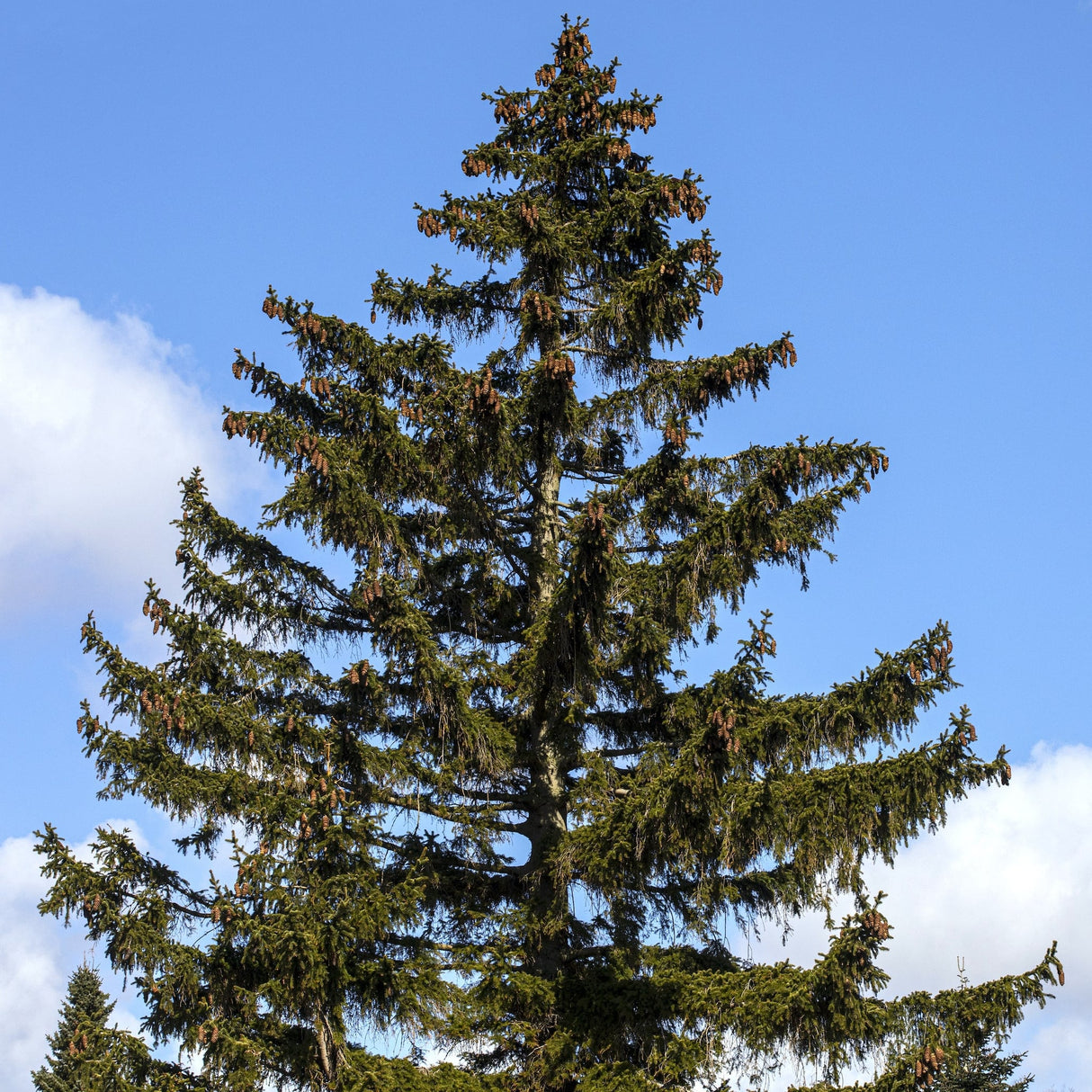 Tall Norway Spruce with layered branches silhouetted against a clear blue sky.