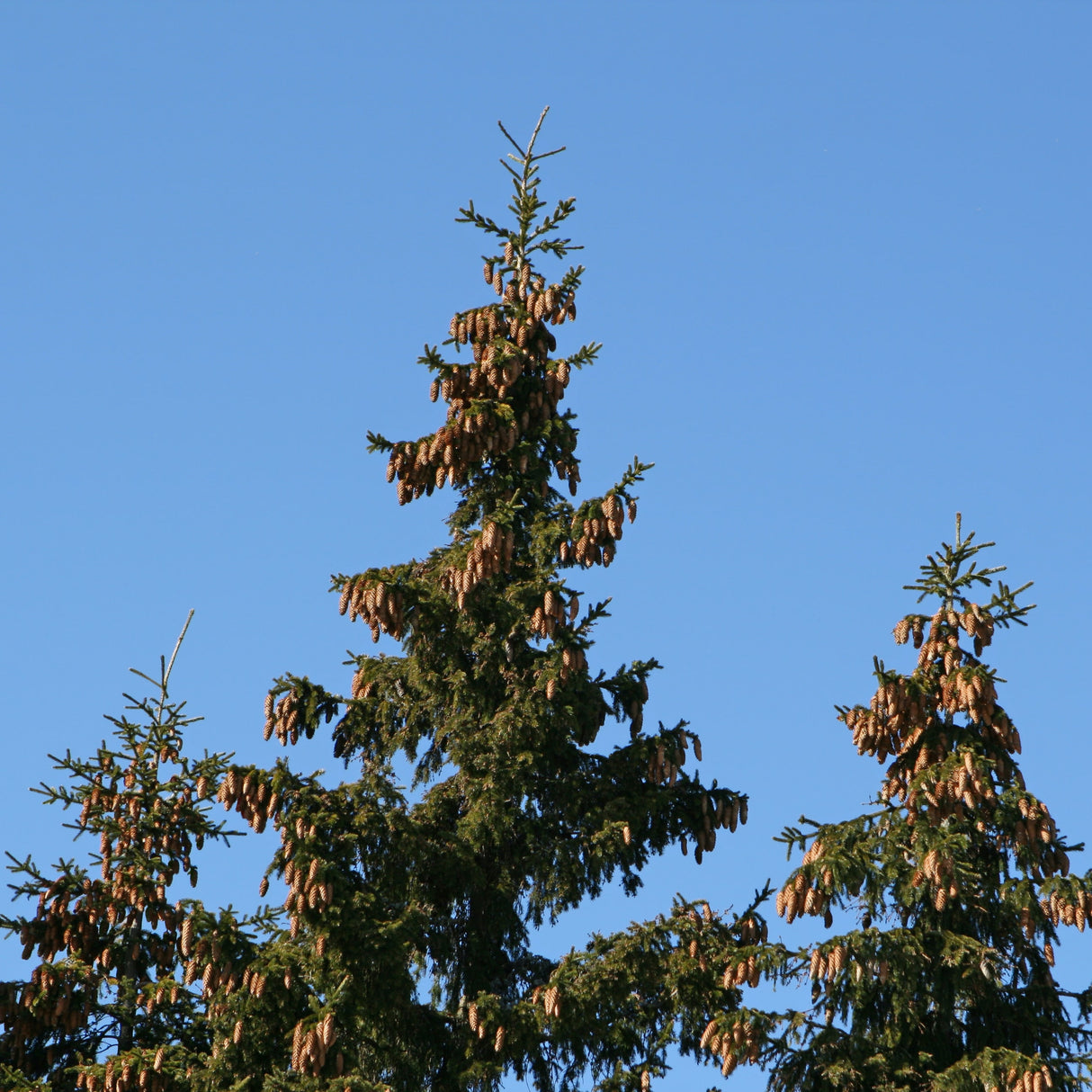 Norway Spruce with layered branch structure, lots of cones, and dense green needles under blue sky.