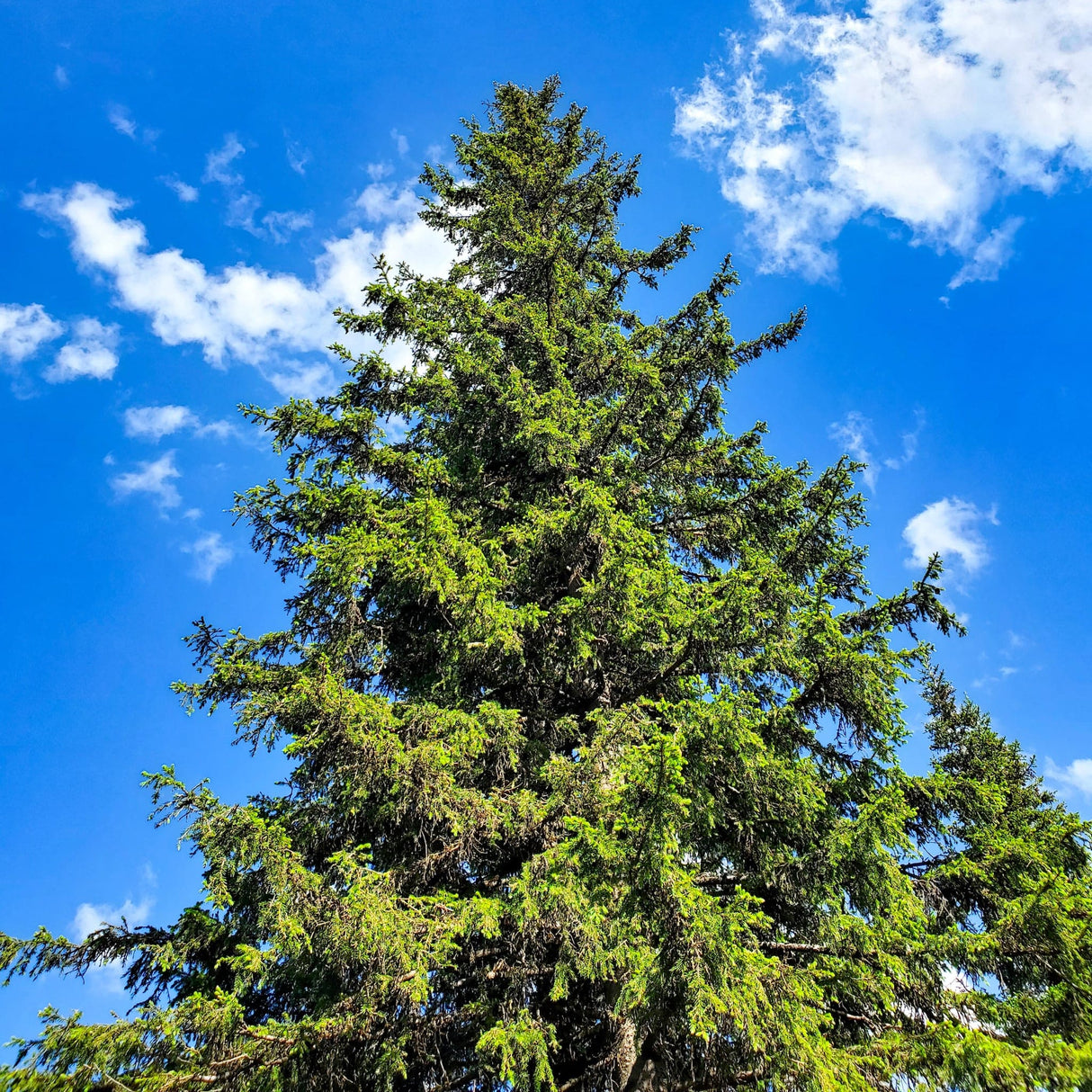 Tall Norway Spruce tree with dense green foliage against a bright blue sky with clouds.