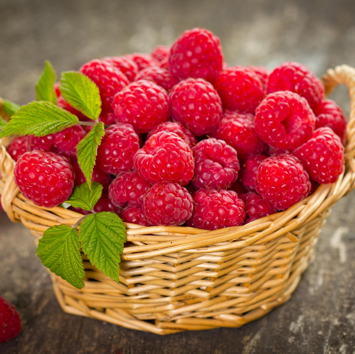 Nova Red Raspberry Plant