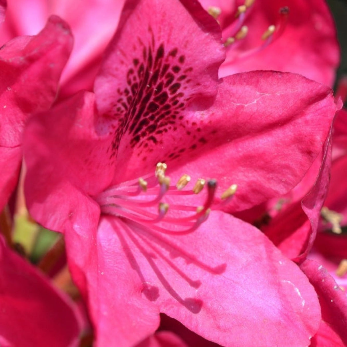 Detailed close-up of a single Nova Zembla Rhododendron bloom showing its petals and stamens.