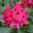 Close-up of bright pink Nova Zembla Rhododendron flowers with dark green leaves.
