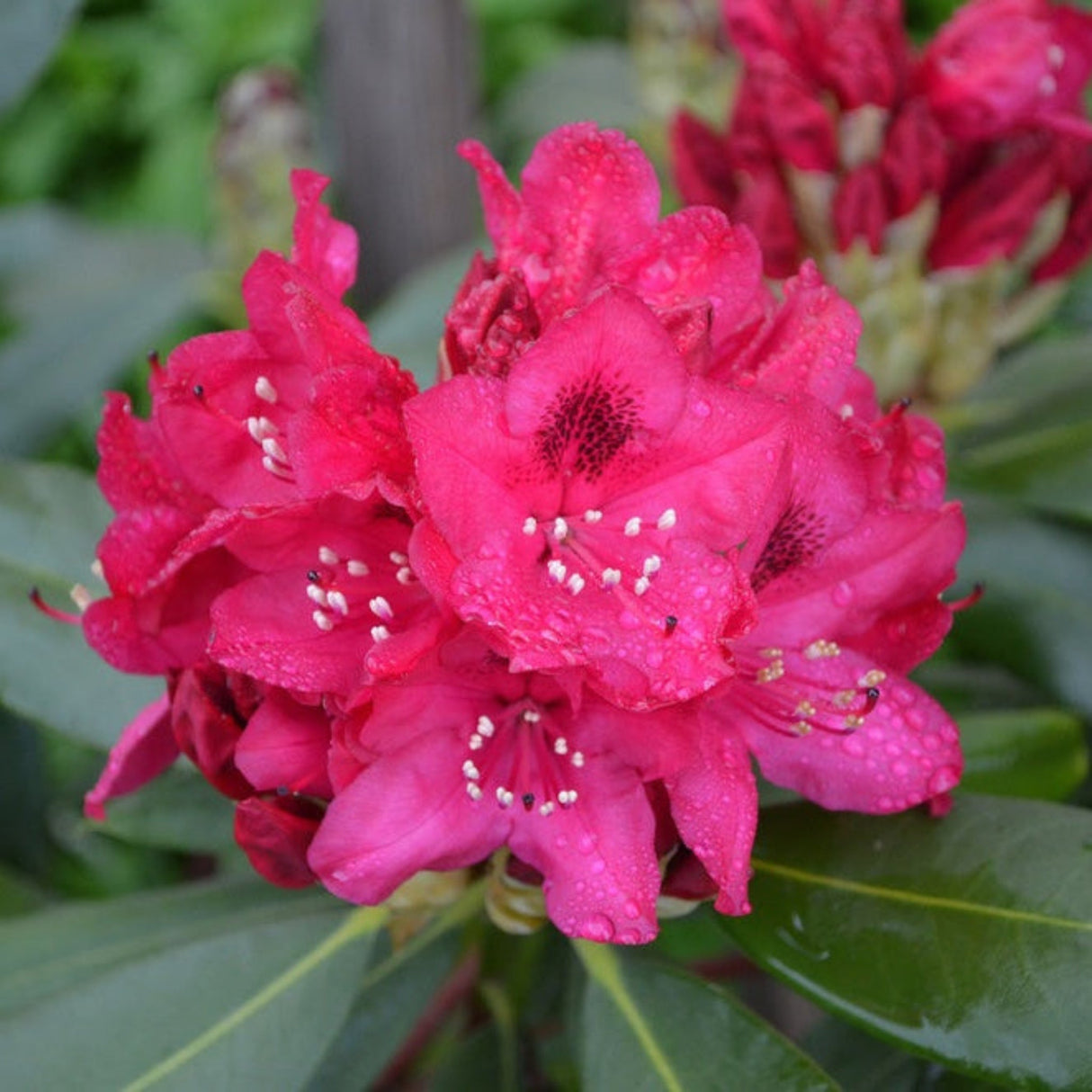 Close-up of bright pink Nova Zembla Rhododendron flowers with dark green leaves.