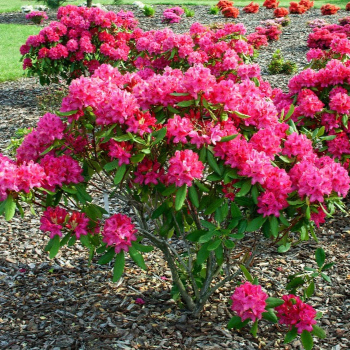 Full view of a blooming Nova Zembla Rhododendron shrub in a mulched garden bed.