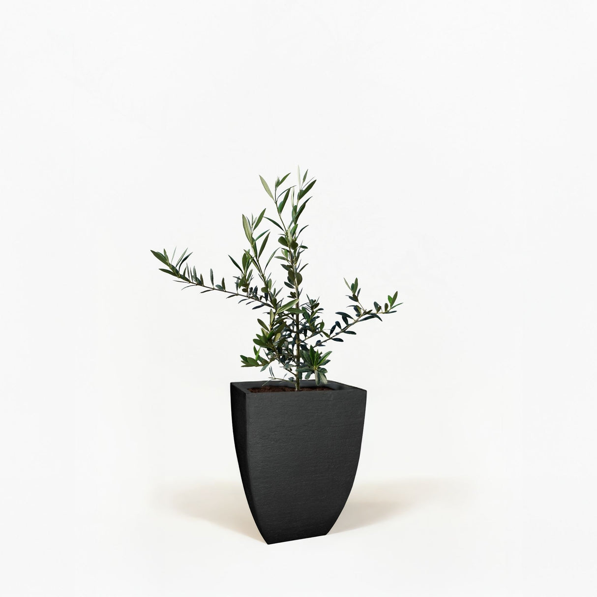 Arbequina Olive Tree in Pot