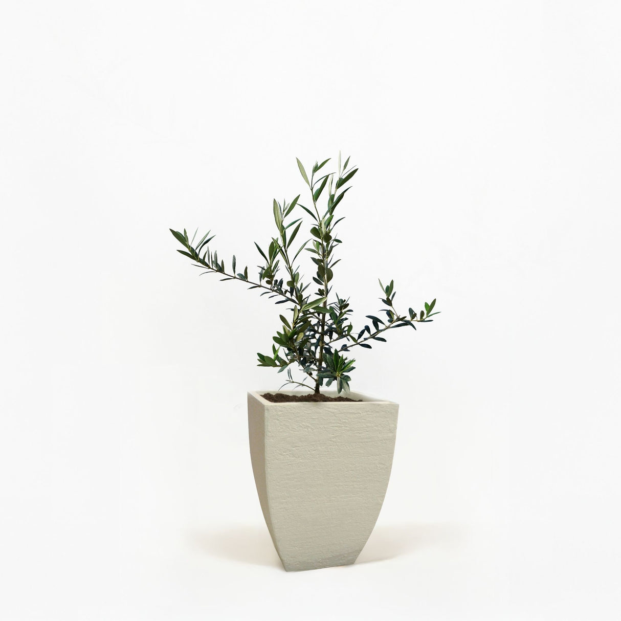 Arbequina Olive Tree in Pot