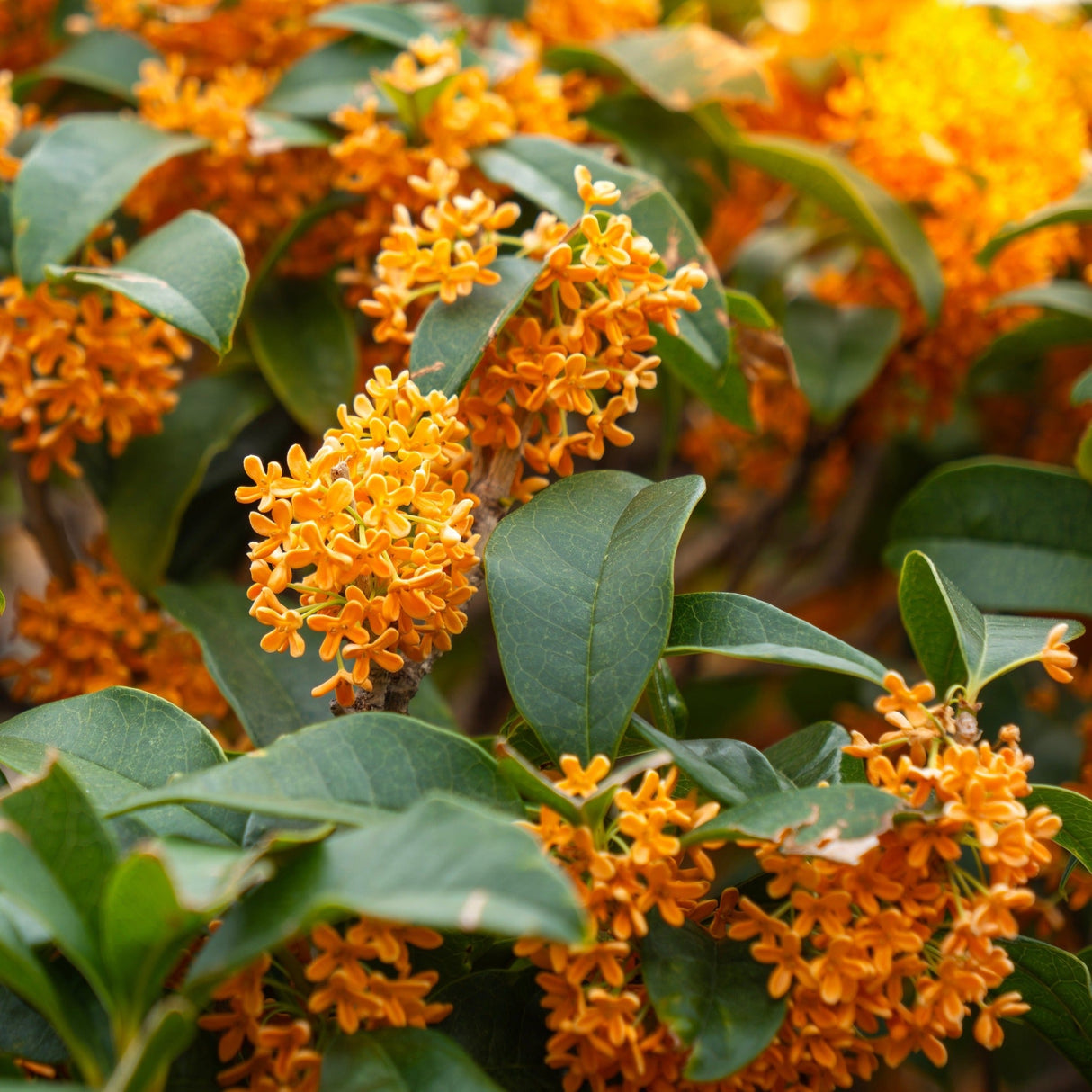 Bloom close-up of the bright orange Tea Olive flowers against deep green leaves.