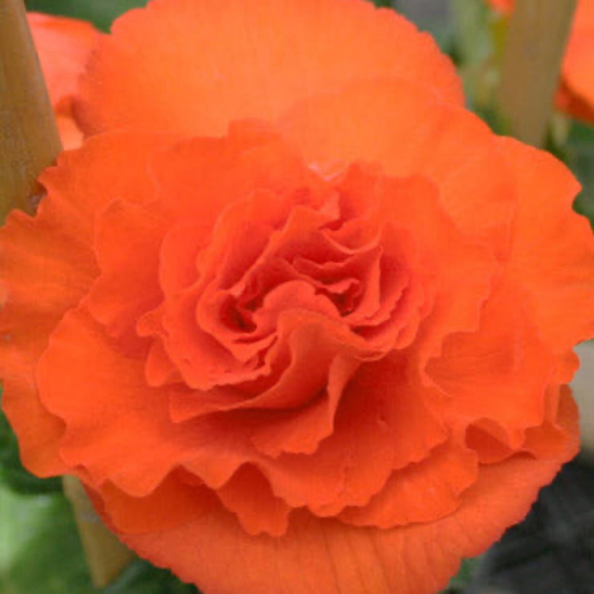 Orange Double Begonia Flower