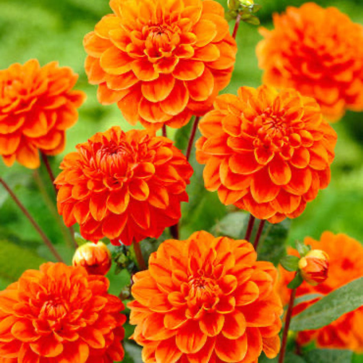 Cluster of vibrant orange dahlia flowers with layered petals and green foliage.