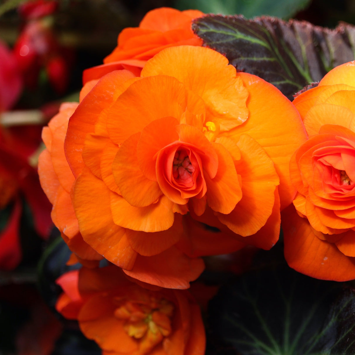 Orange Double Begonia Flower Blooms with Foliage