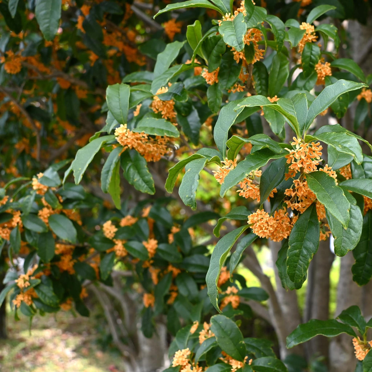 Full Tea Olive shrub with abundant orange flowers and dark green foliage.