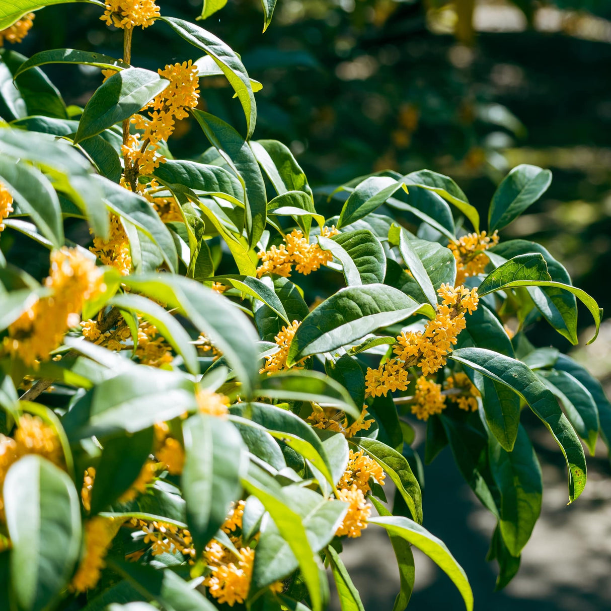 Tea Olive branches covered in fragrant orange blossoms with glossy green leaves.