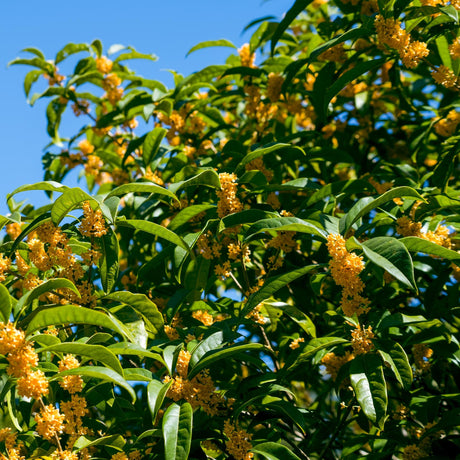 Lush Tea Olive tree with dense green foliage and clusters of small, orange flowers.