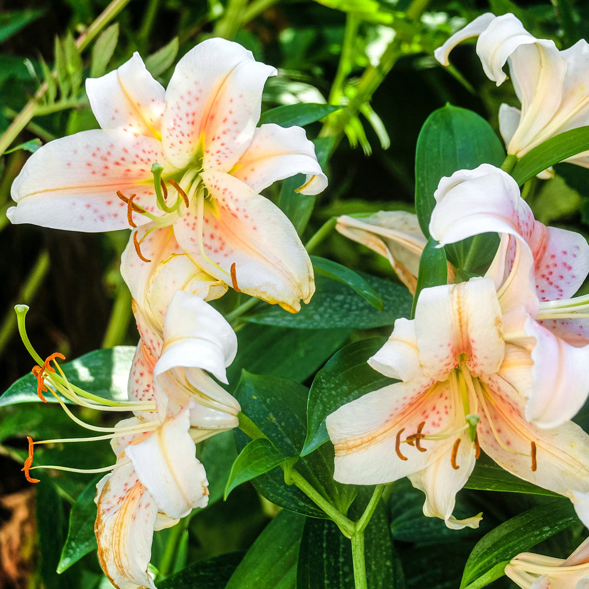 Cluster of Oriental Lily 'Salmon Party' flowers with speckled petals and green foliage in sunlight.