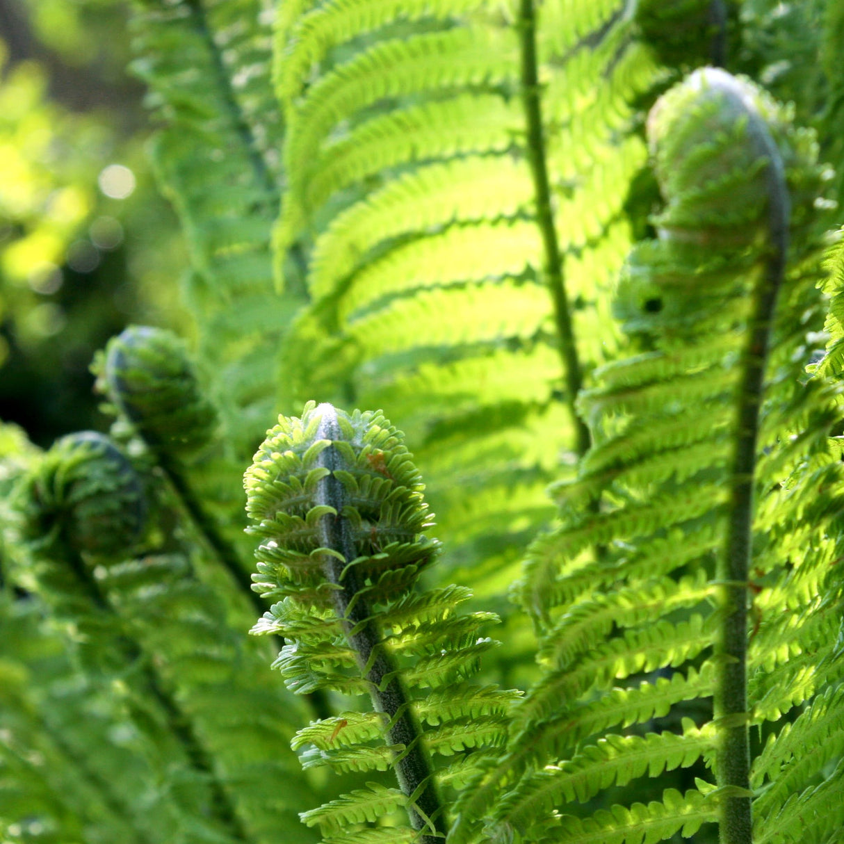 Green curled foliage of the ostrich fern, macro view.